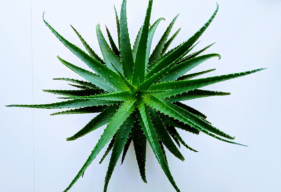 Aloe vera gel wimpern - Alle Auswahl unter den analysierten Aloe vera gel wimpern